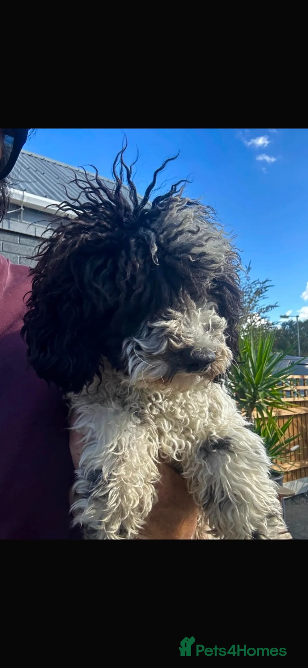 Toy Poodle dogs for sale: Male toy poodle in King's Lynn - Advert 1