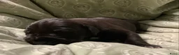 Great Dane dogs for sale: Great Dane puppies for sale - Advert 28