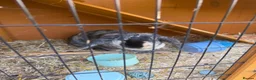English Lop rabbits for sale: 2 female sibling lops for sale - Advert 2