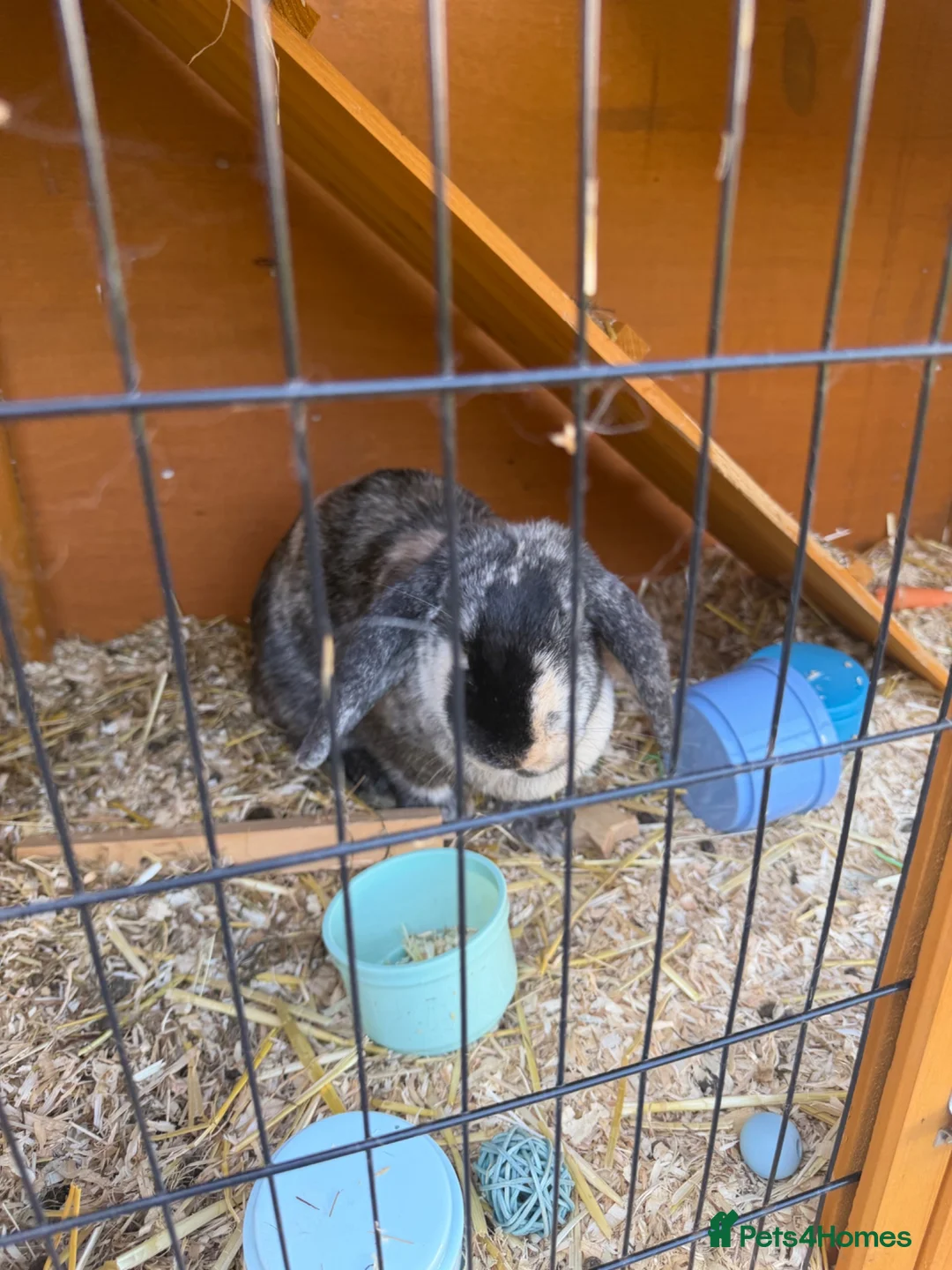 English Lop rabbits for sale: 2 female sibling lops for sale - Advert 2