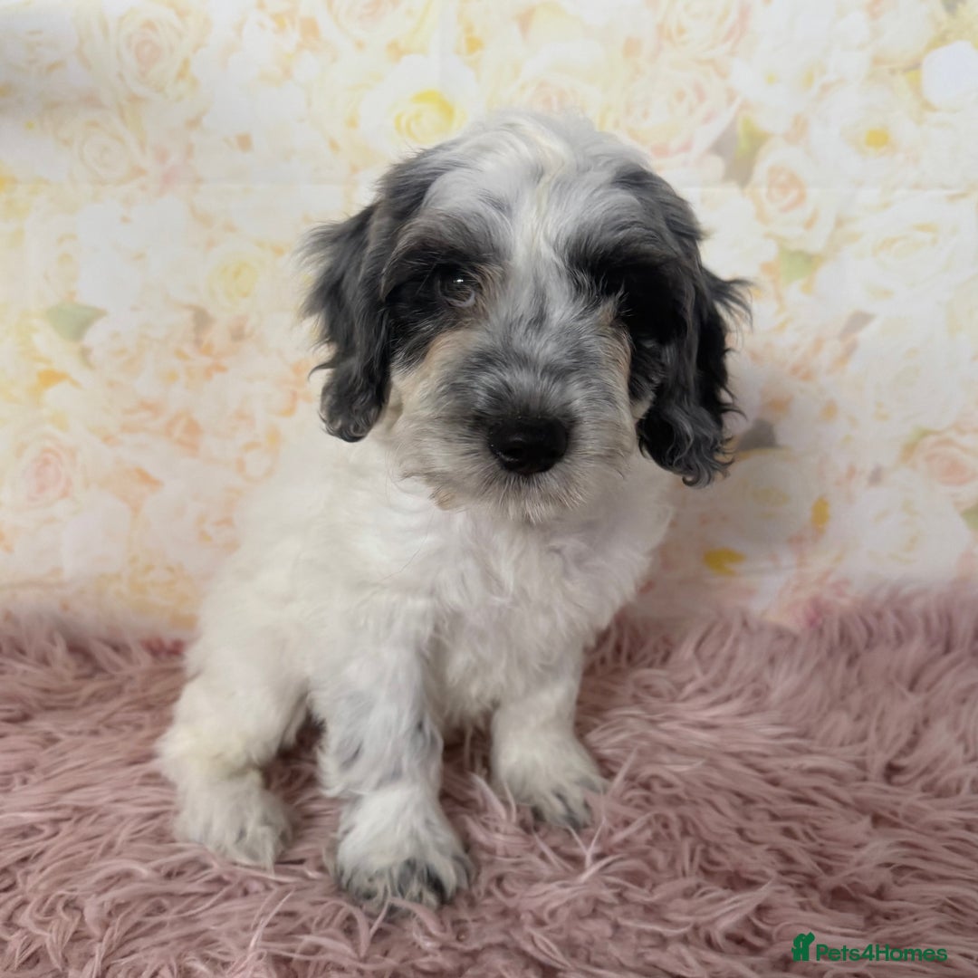 Cockapoo dogs for sale: Ready to Leave: F1 Cockapoo Puppies - Image 4