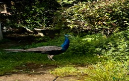 Peafowl poultry for sale: Peacocks male and female  - Image 2