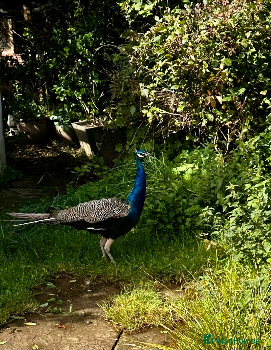 Peafowl poultry for sale: Peacocks male and female  - Image 2