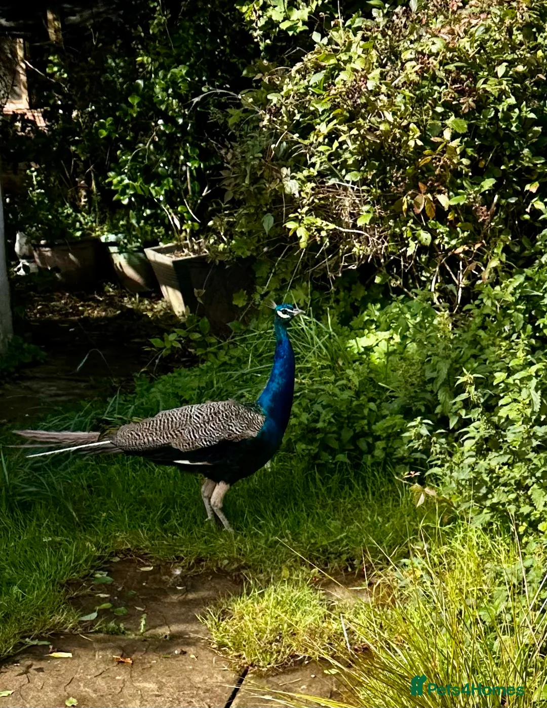 Peafowl poultry for sale: Peacocks male  - Advert 2