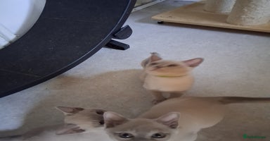 Burmese cats - Advert 14