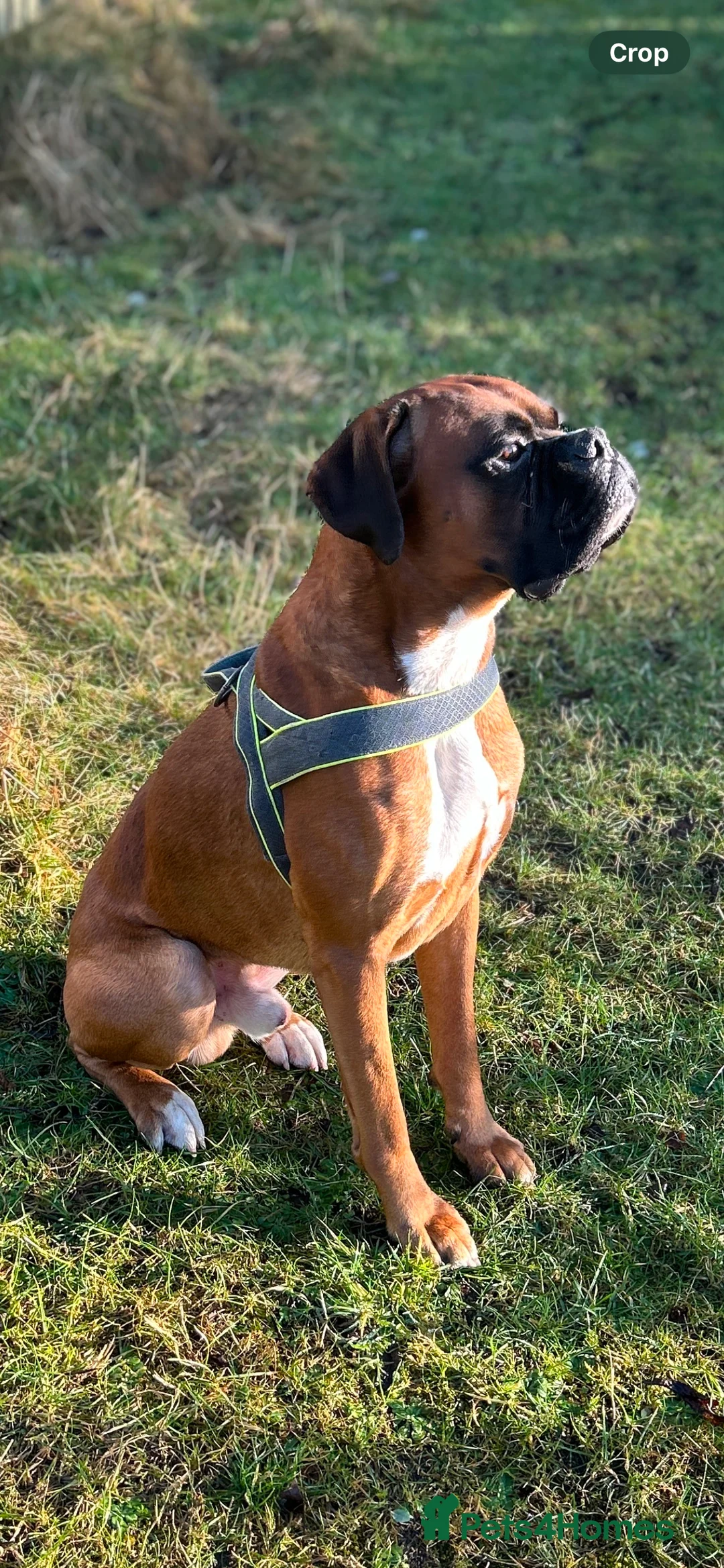 Boxer dogs for stud: Proven Handsome KC reg boxer-Heart score 0 in Tredegar - Advert 23