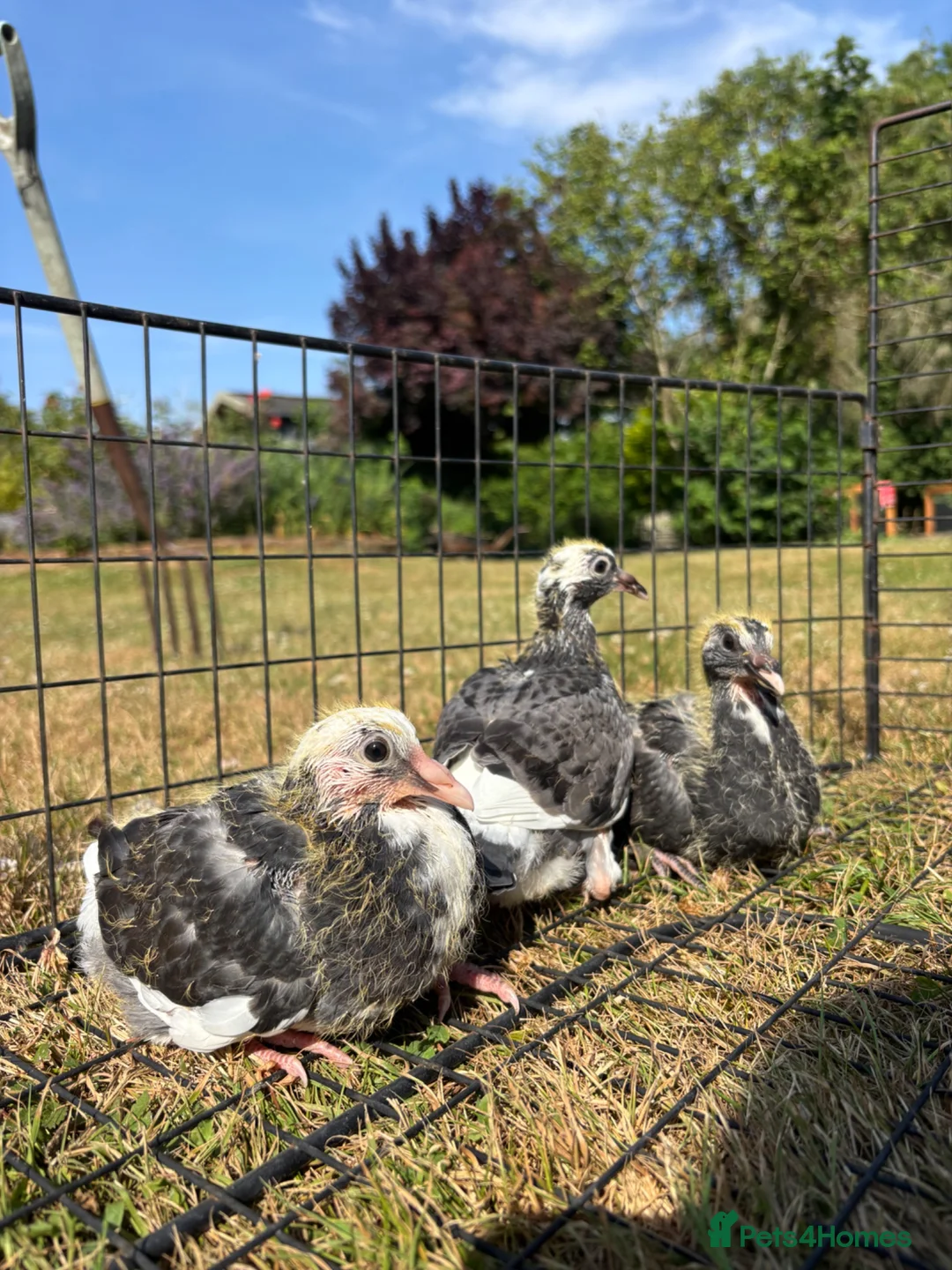 Pigeons birds for sale: Baby racing pigeons, homing pigeons  - Advert 2