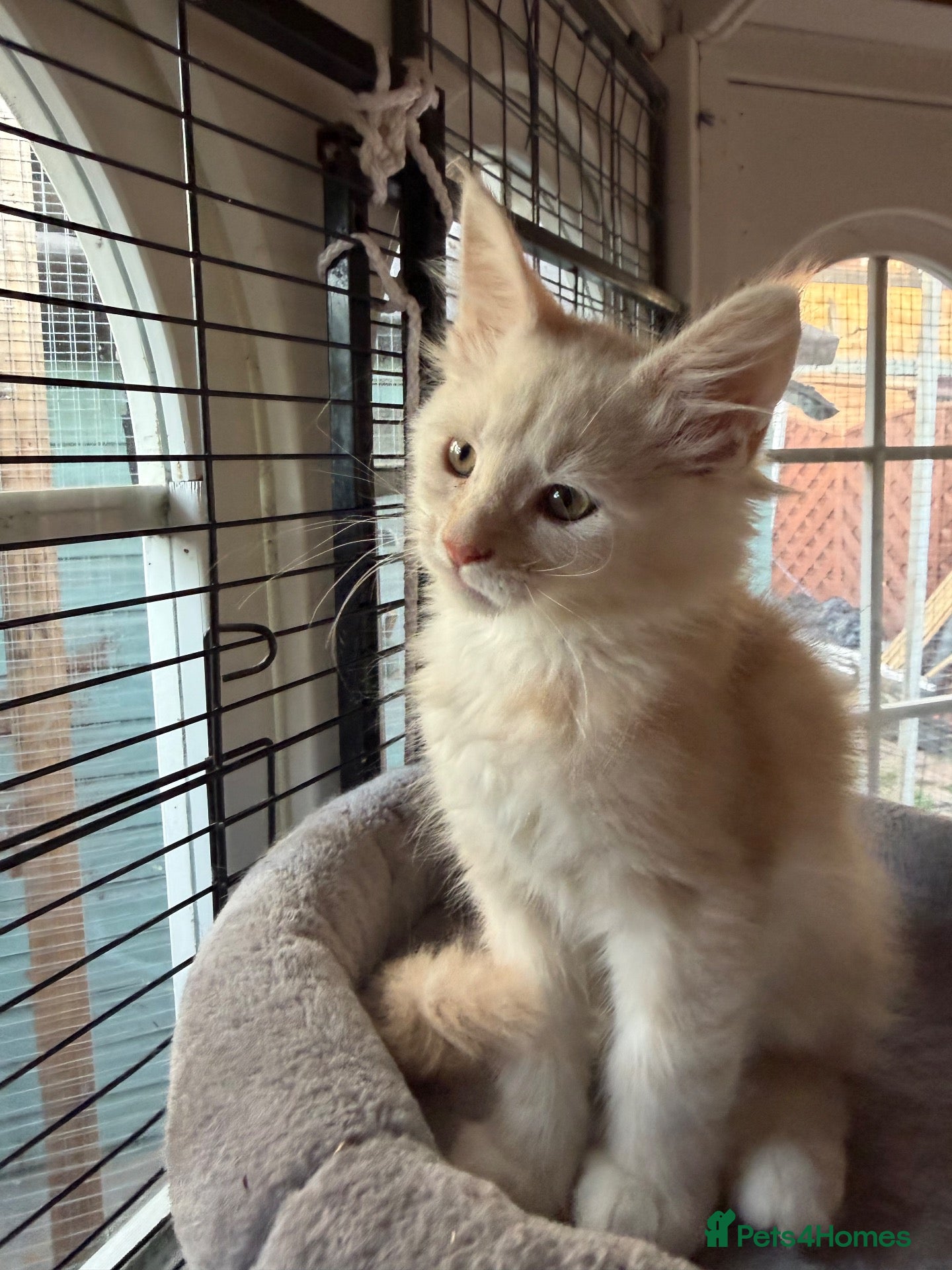 Maine Coon cats Pedigree Main Coone Kittens, GCCF Ready Now 🫶🏻 - Advert 6