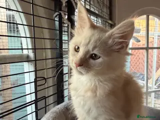 Maine Coon cats Pedigree Main Coone Kittens, GCCF Ready Now 🫶🏻 - Advert 6