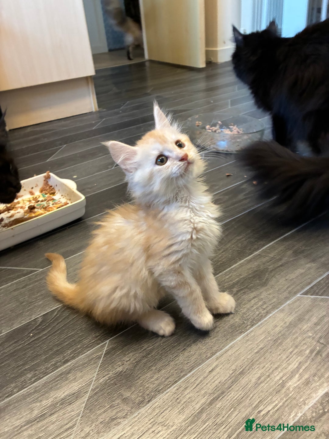 Maine Coon cats for sale: Maine coon  - Advert 12