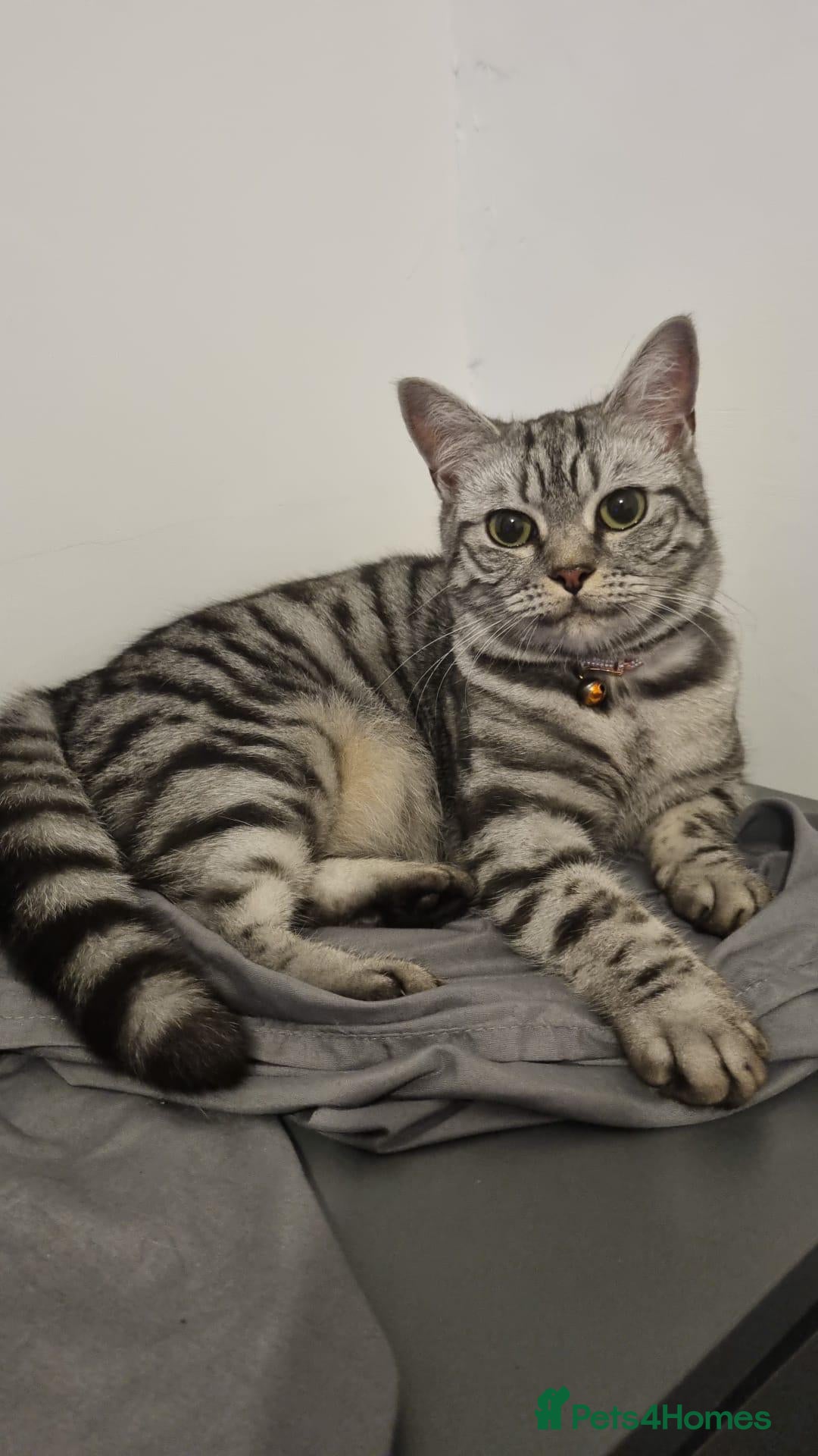 British Shorthair cats for sale: Silver Tabby British Short Hair - Advert 22