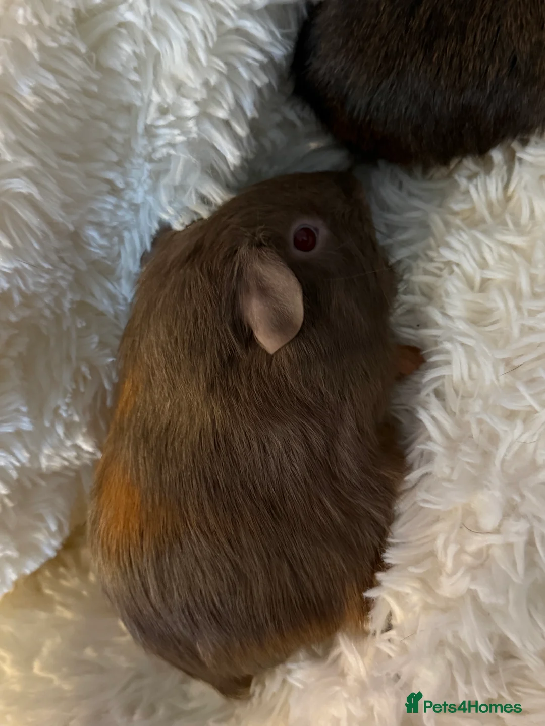 Guinea Pig rodents for sale: Baby Guinea pigs  - Advert 5