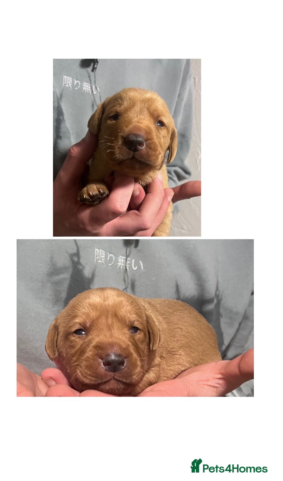 Labrador Retriever dogs SUPER DARK FOX RED PUPS FROM HEALTH TESTED PARENTS - Advert 14