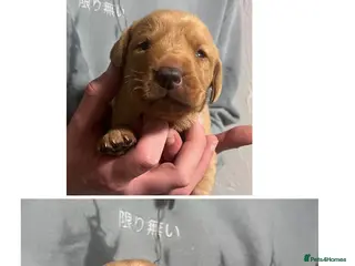 Labrador Retriever dogs SUPER DARK FOX RED PUPS FROM HEALTH TESTED PARENTS - Advert 14