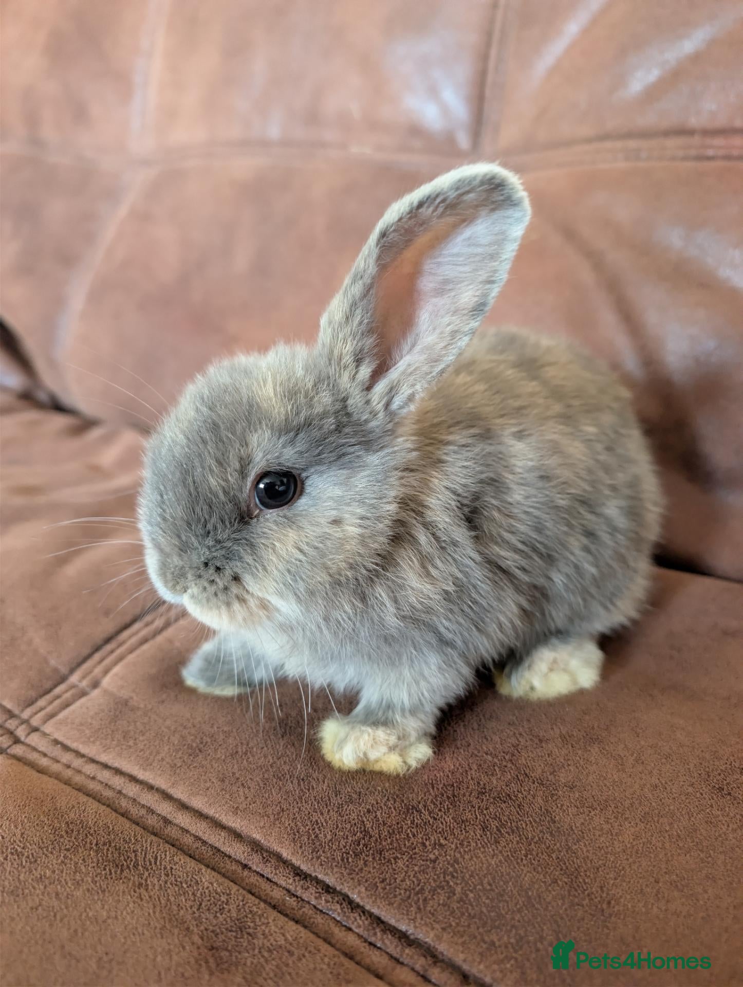 Mini Lop rabbits Stunning baby bunny - Advert 18