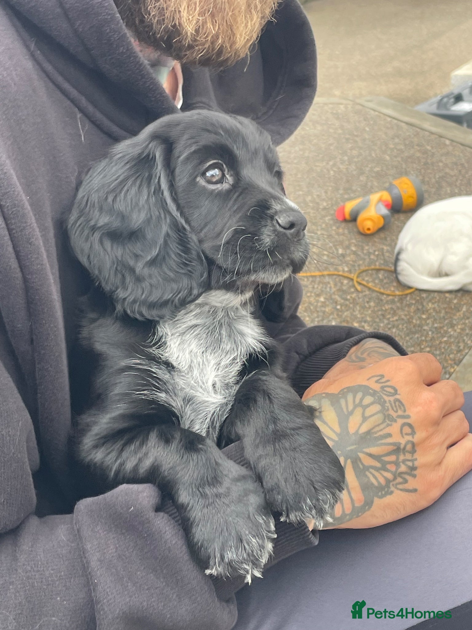 Cocker Spaniel dogs Last Stunning Black Working Cocker Girl! - Advert 10