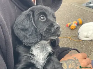 Cocker Spaniel dogs Last Stunning Black Working Cocker Girl! - Advert 10