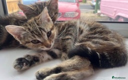 Mixed Breed cats for sale: 5 beautiful bengal cross kittens   - Image 2