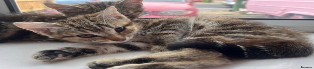 Mixed Breed Kitten 2