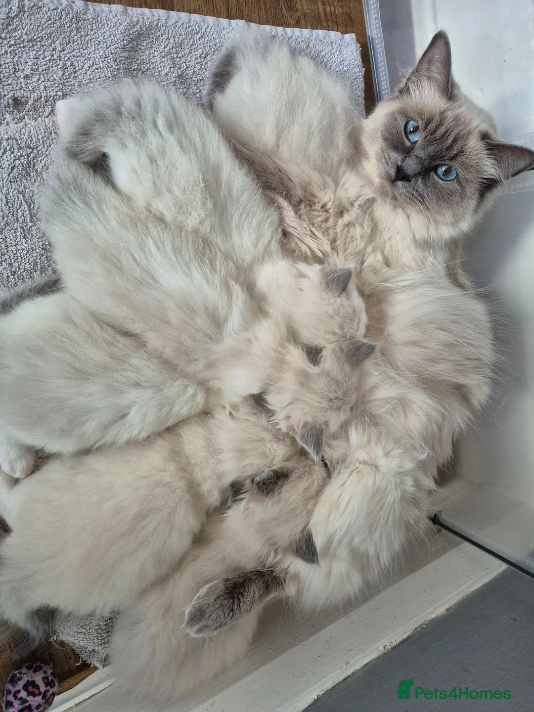Ragdoll cats for sale: Ragdoll kittens GCCF regsitered - Advert 2