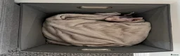 Sphynx cats for sale: Female sphynx - Advert 6