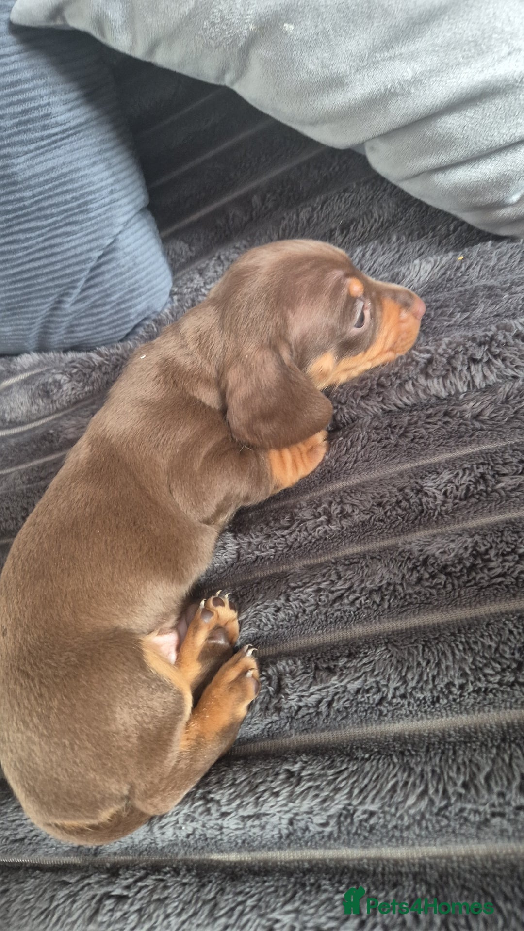 Miniature Dachshund dogs for sale: Miniature dashaund chocolate&tan male  - Image 5