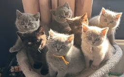 British Shorthair cats for sale: Stunning Social Loveable Blue Boys  - Image 1