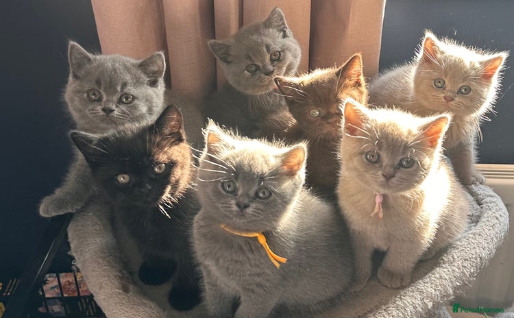 British Shorthair cats - Advert 3
