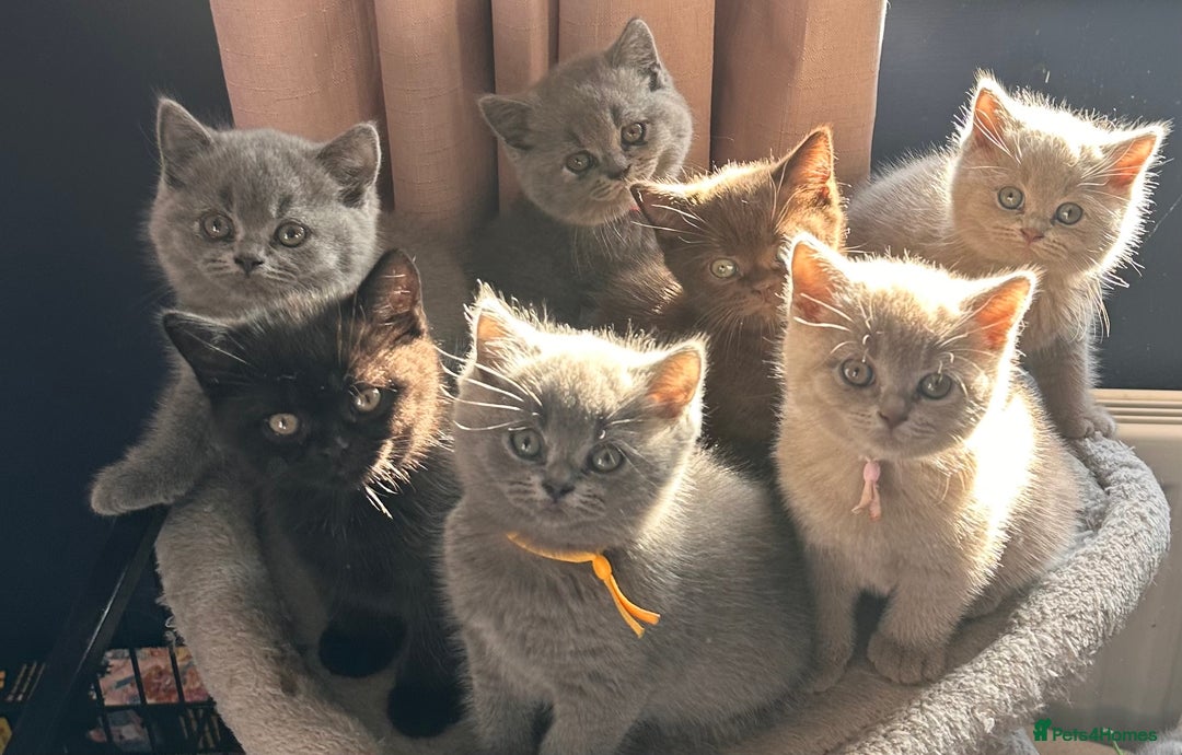British Shorthair cats for sale: Stunning Social Loveable Blue Boys  - Image 1