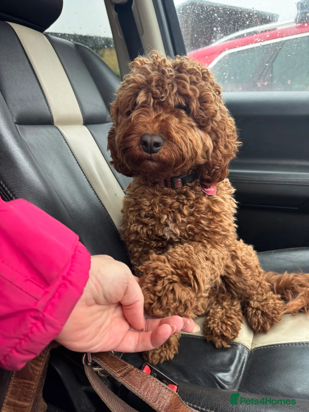 Cockapoo dogs for sale: Home raised, stunning red cockapoo’s  - Advert 1