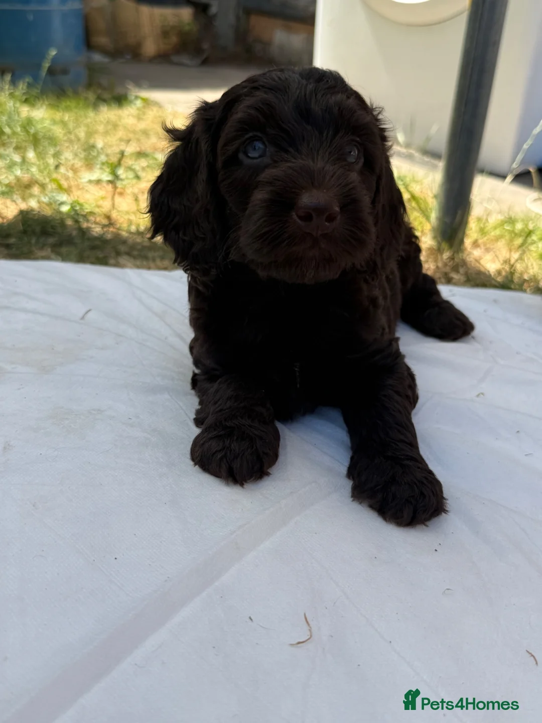 Cockapoo dogs for sale: Cockapoo puppies 🐶  in Swadlincote - Advert 1