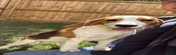 Beagle dogs for sale: Loving beagle female looking for new home 🐾🤎 - Advert 4