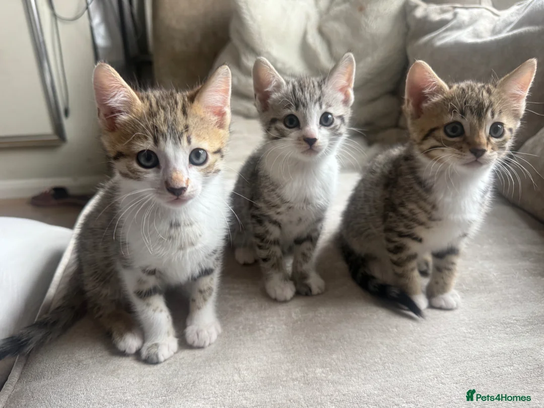 Bengal cats for sale: Beautiful Bengal cross kittens - Advert 1