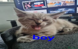 Ragdoll cats for sale: Ragdoll X Bengal - Image 15