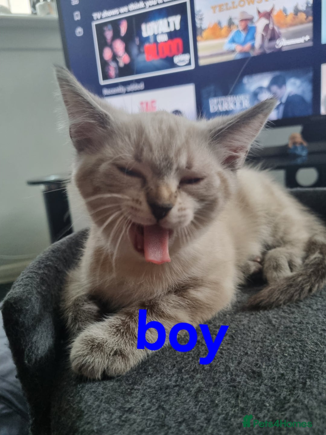 Ragdoll cats for sale: Ragdoll X Bengal - Image 15