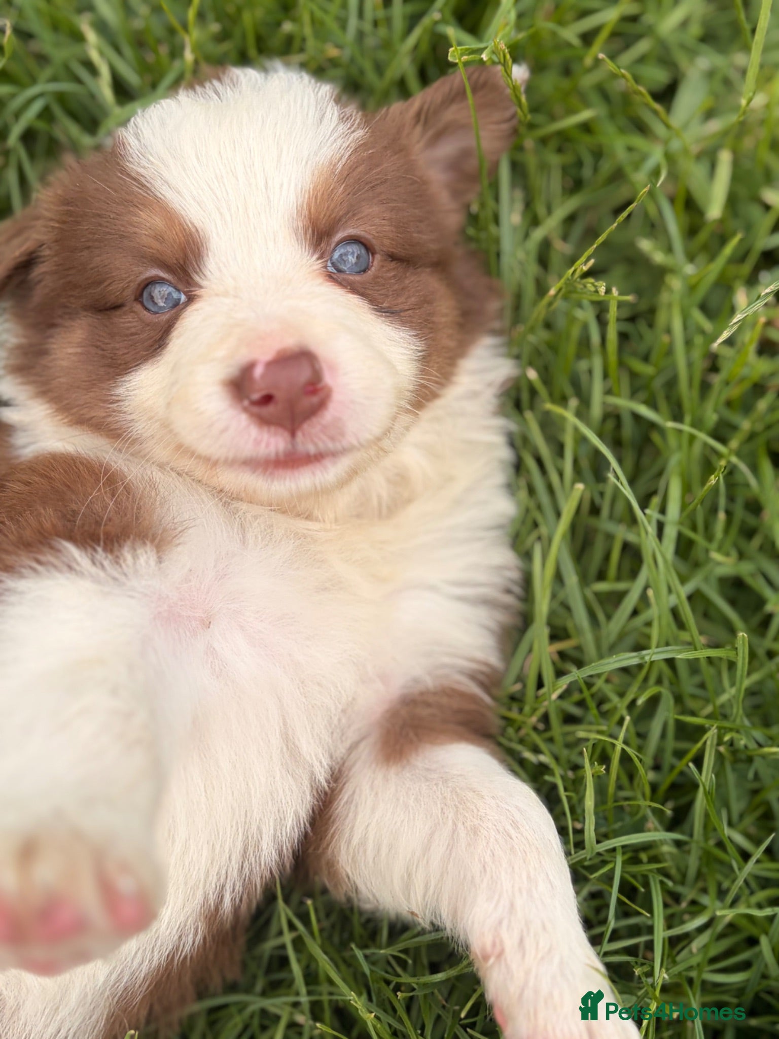 Border Collie dogs BEAUTIFUL BC PUPS, HEALTH TESTED CLEAR PARENTS  - Advert 1