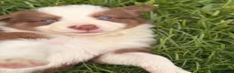 Border Collie dogs for sale: BEAUTIFUL BC PUPS, HEALTH TESTED CLEAR PARENTS  - Advert 4