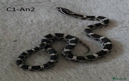 Corn Snake reptiles for sale: Babies Corn snakes - Image 5