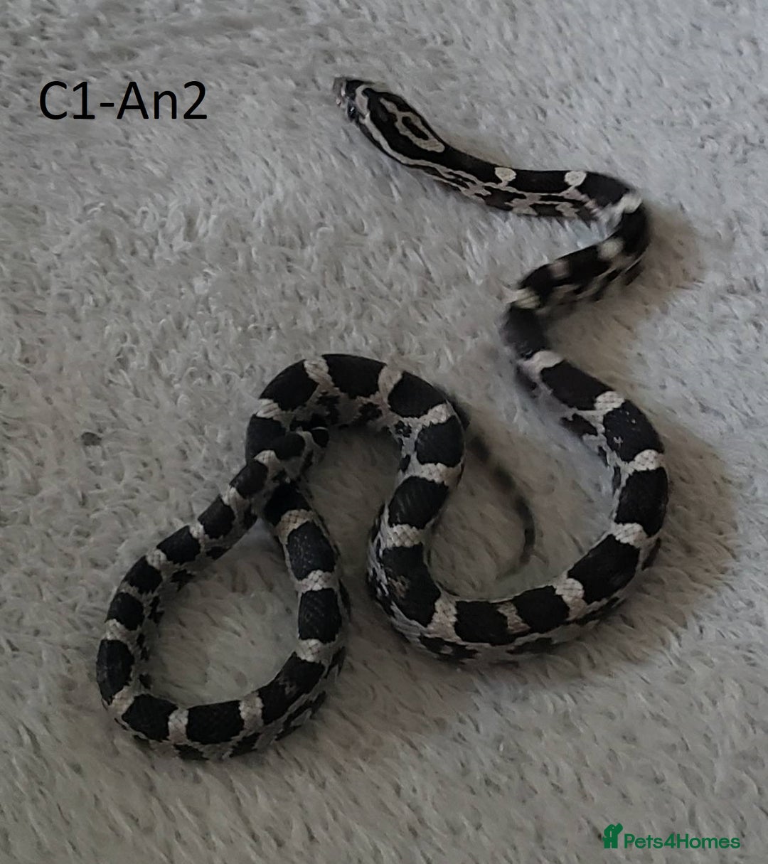 Corn Snake reptiles for sale: Babies Corn snakes - Image 5
