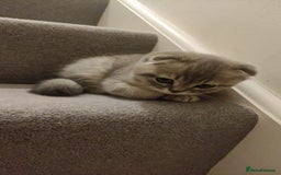 Scottish Fold cats for sale: 🐾 Adorable Scottish Kittens Seeking Loving Homes - Image 6