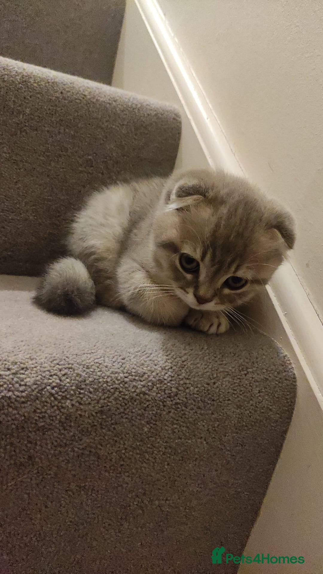 Scottish Fold cats for sale: 🐾 Adorable Scottish Kittens Seeking Loving Homes - Image 6