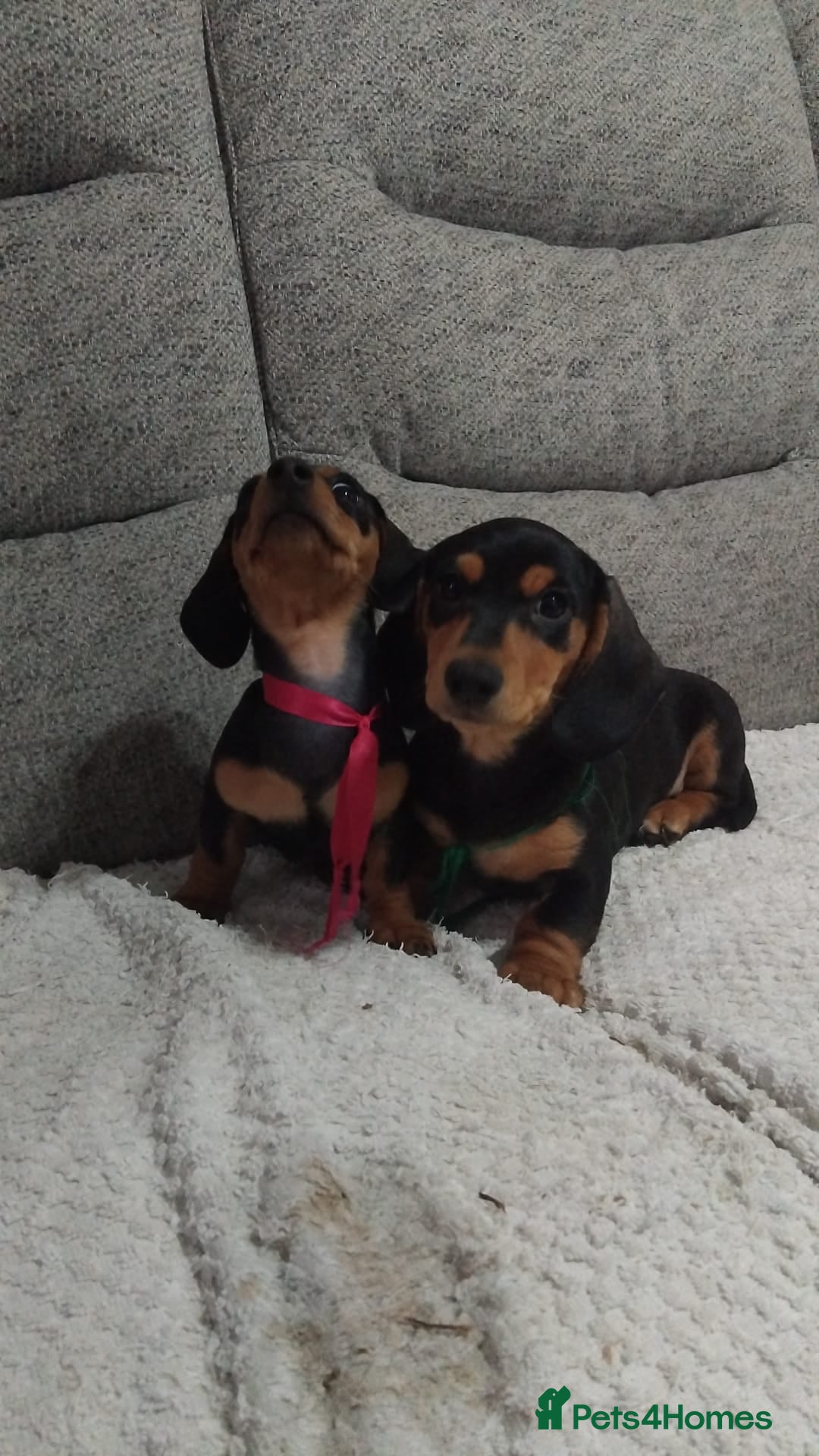 Dachshund dogs for sale: Dachshund puppies - Advert 13