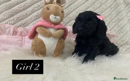 Cockapoo dogs for sale: Beautiful Cockapoo puppies🐶 - Image 5