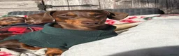 Miniature Dachshund dogs for sale: Beautiful mini dachshund girls🥰 - Advert 8
