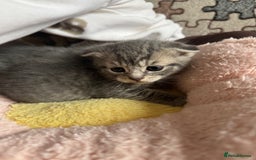 British Shorthair cats for sale: British shorthair cat  - Advert 11