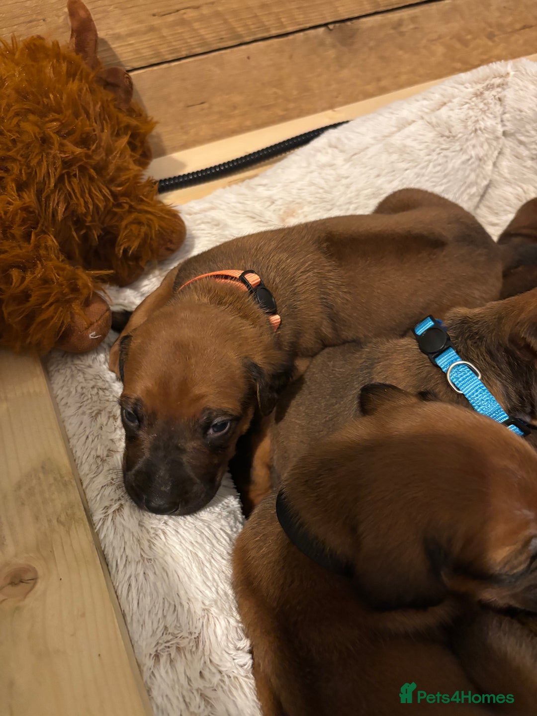 Rhodesian Ridgeback dogs for sale: Nyasharose ridgebacks  - Advert 22