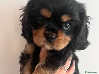 Cavalier King Charles Spaniel dogs Beautiful litter KC cavalier King Charles spaniel - Advert 13