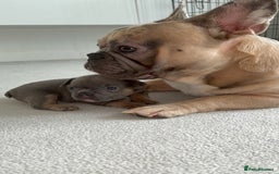 French Bulldog dogs for sale: Beautiful Boy Frenchie Puppy - Image 6