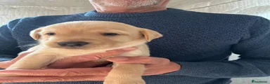 Labrador Retriever 1