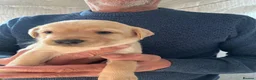 Labrador Retriever dogs for sale: KC Labrador pups - Advert 7
